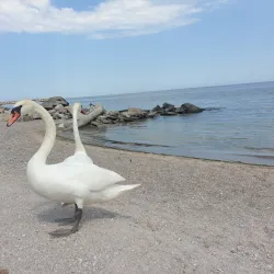 Mangalia Beach - Mangalia