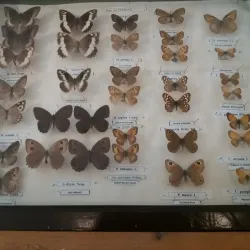 The Mediaș Cultural Center - Medias (Mediaș)