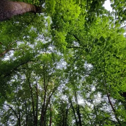 Central Park - Odorheiu Secuiesc