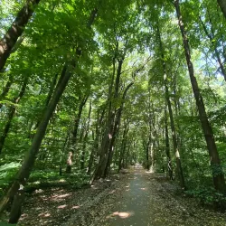 Băneasa Forest - Otopeni