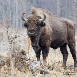Natural Reserve near Pascani - Pascani