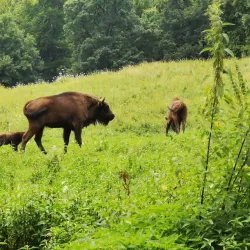 Natural Reserve near Pascani - Pascani