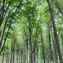 Cozla Mountain and Cable Car - Piatra Neamt