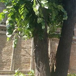 Negru Voda Church - Pitesti