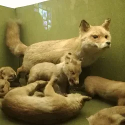 Pitesti City Museum - Pitesti