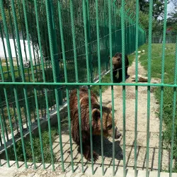 Pitesti Zoo - Pitesti