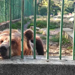 Pitesti Zoo - Pitesti