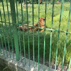 Pitesti Zoo - Pitesti