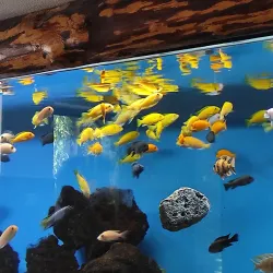 Pitesti Zoo - Pitesti