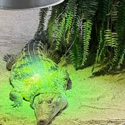 Pitesti Zoo - Pitesti