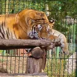 Pitesti Zoo - Pitesti