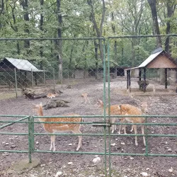 Pitesti Zoo - Pitesti