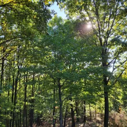 Trivale Park - Pitesti