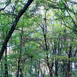 Trivale Park - Pitesti