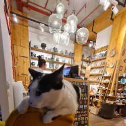 Local Artisan Shops - Ramnicu Sarat