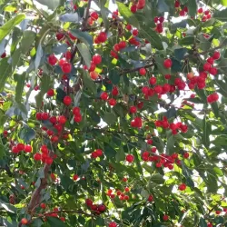 Natural Surroundings and Parks - Ramnicu Sarat