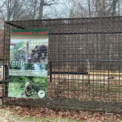 Râșnov Bear Sanctuary - Râșnov