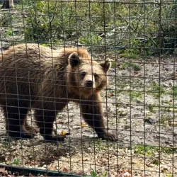 Râșnov Bear Sanctuary - Râșnov