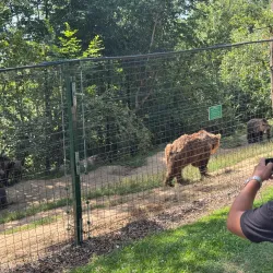Râșnov Bear Sanctuary - Râșnov