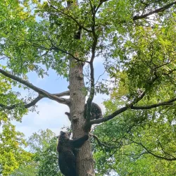 Râșnov Bear Sanctuary - Râșnov