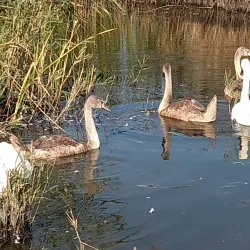 Bistrița River Walk - Roman