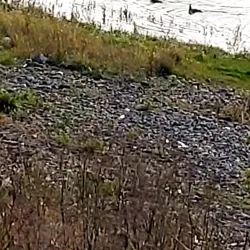 Bistrița River Walk - Roman