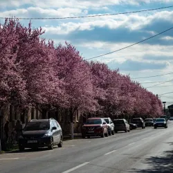 Sannicolau Mare Railway Station - Sannicolau Mare