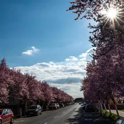 Sannicolau Mare Railway Station - Sannicolau Mare