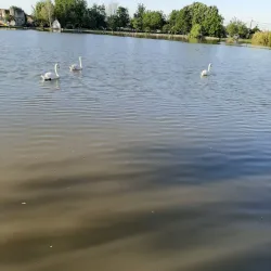 Sannicolau Mare Railway Station - Sannicolau Mare