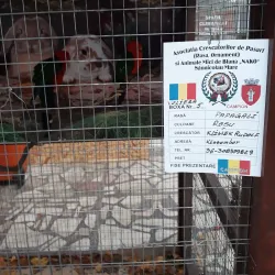 Sannicolau Mare Town Square - Sannicolau Mare