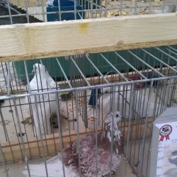 Sannicolau Mare Town Square - Sannicolau Mare