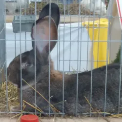 Sannicolau Mare Town Square - Sannicolau Mare