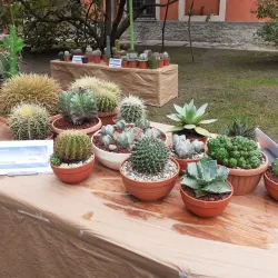 Satu Mare Art Museum - Satu Mare