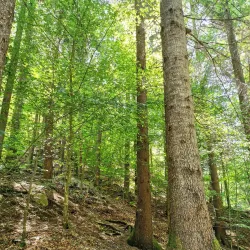 Valea Slănicului Nature Walk - Slanic Moldova