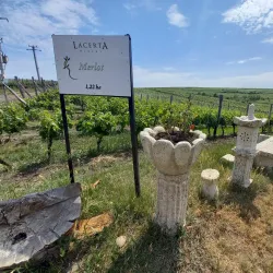 Nearby Vineyards and Wineries - Targu Frumos