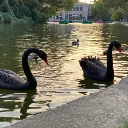 Central Park (Parcul Central) - Targu Mures
