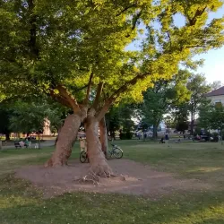 The History Museum - Targu Mures