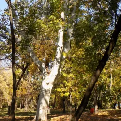 Botanical Park - Timisoara