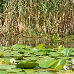 Danube Delta Biosphere Reserve - Tulcea