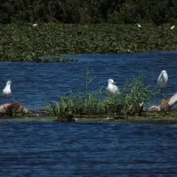 Eco-Tourism and Bird Watching Tours - Tulcea