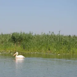 Eco-Tourism and Bird Watching Tours - Tulcea