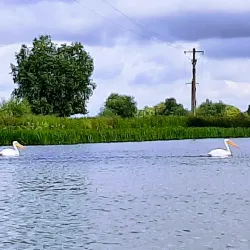 Eco-Tourism and Bird Watching Tours - Tulcea