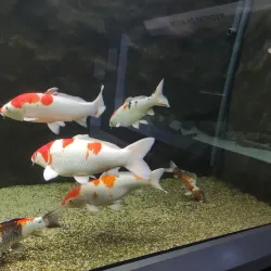 The Danube Delta Museum - Tulcea