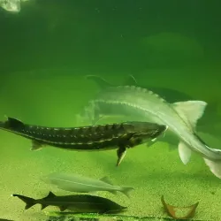 The Danube Delta Museum - Tulcea