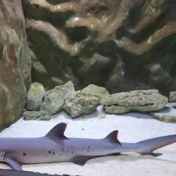 The Danube Promenade - Tulcea