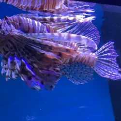 The Danube Promenade - Tulcea