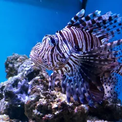 The Danube Promenade - Tulcea