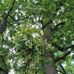 Turda City Park (Parcul Central) - Turda