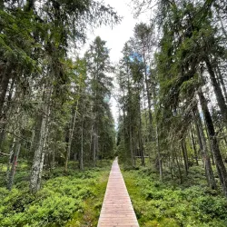 Poiana Stampei Monastery - Vatra Dornei