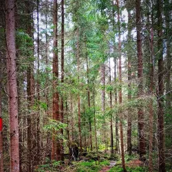 Poiana Stampei Monastery - Vatra Dornei